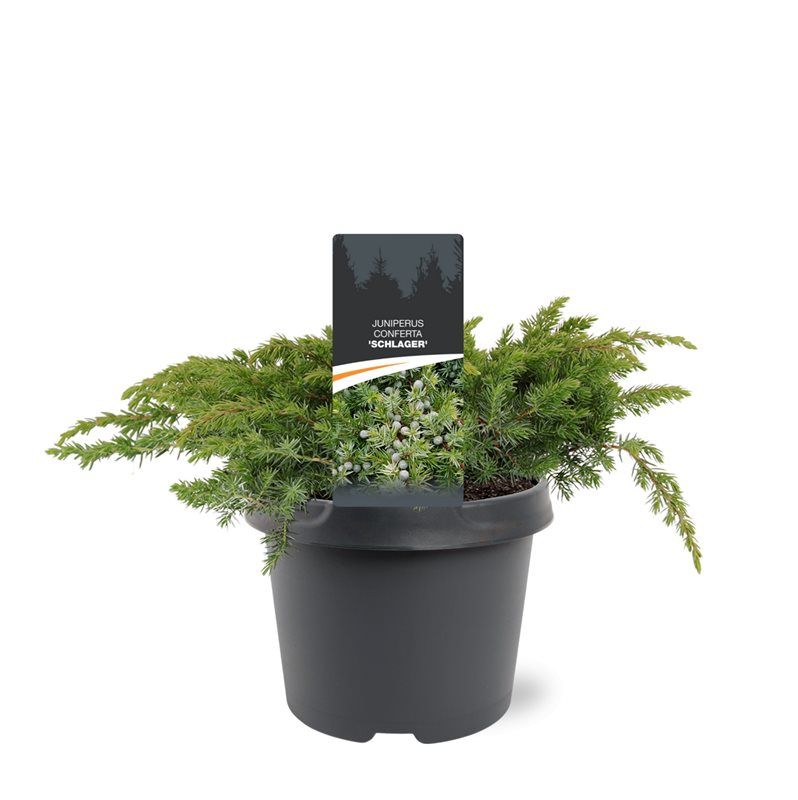 Juniperus conferta 'Schlager', D 19