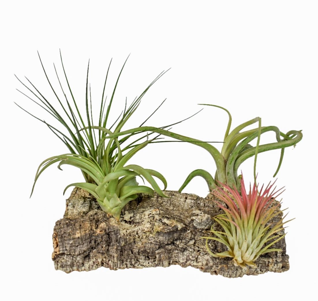 Tillandsia Kurkhout large, D 17