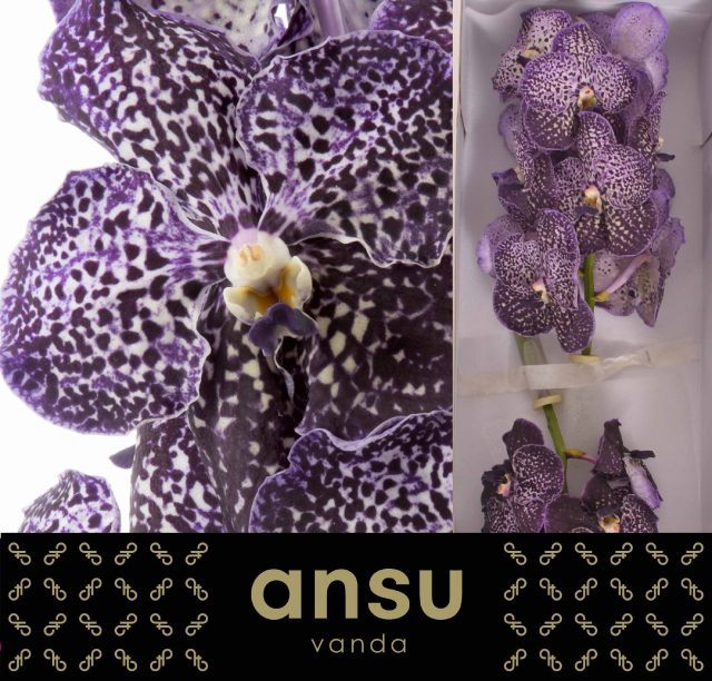 Ванда Сонанта Джефф Лезам x16, шт.