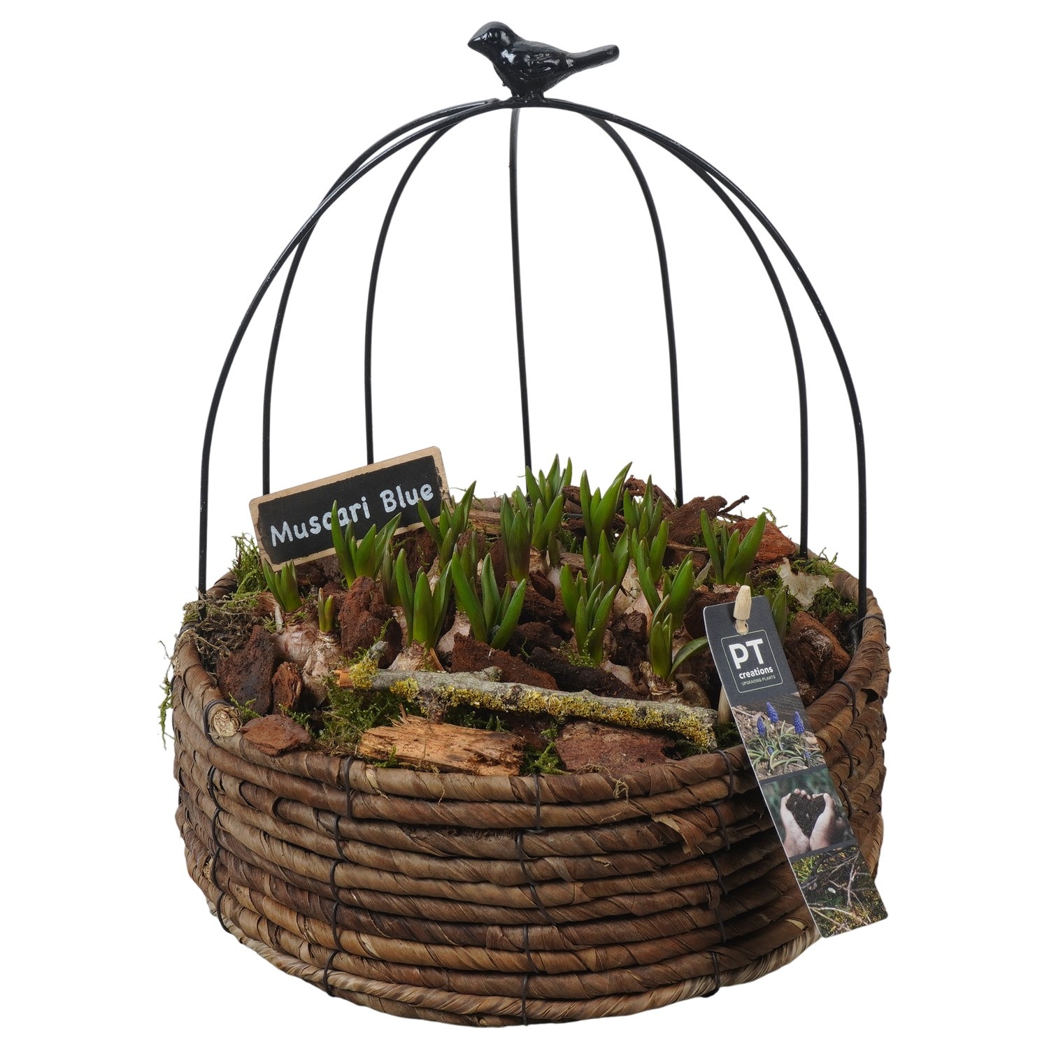 PTMB6242 Arrangement Muscari Blue in metaal mand met touw, D 20