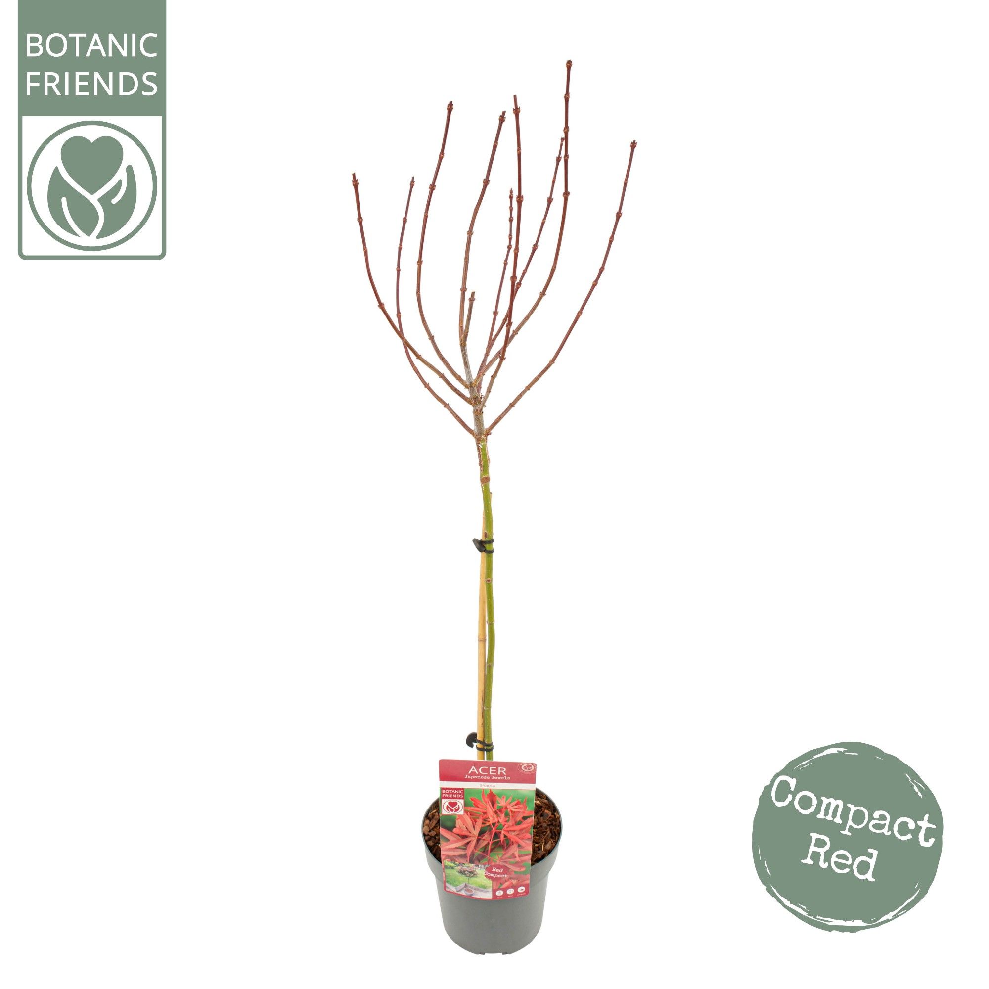 Acer palm. 'Shaina', D 19