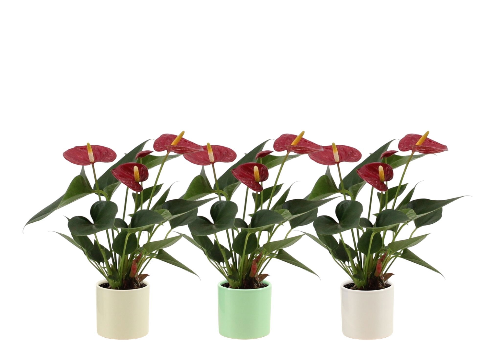 Anthurium 7 cm Diamond Red in Helsinki ceramics, D 7