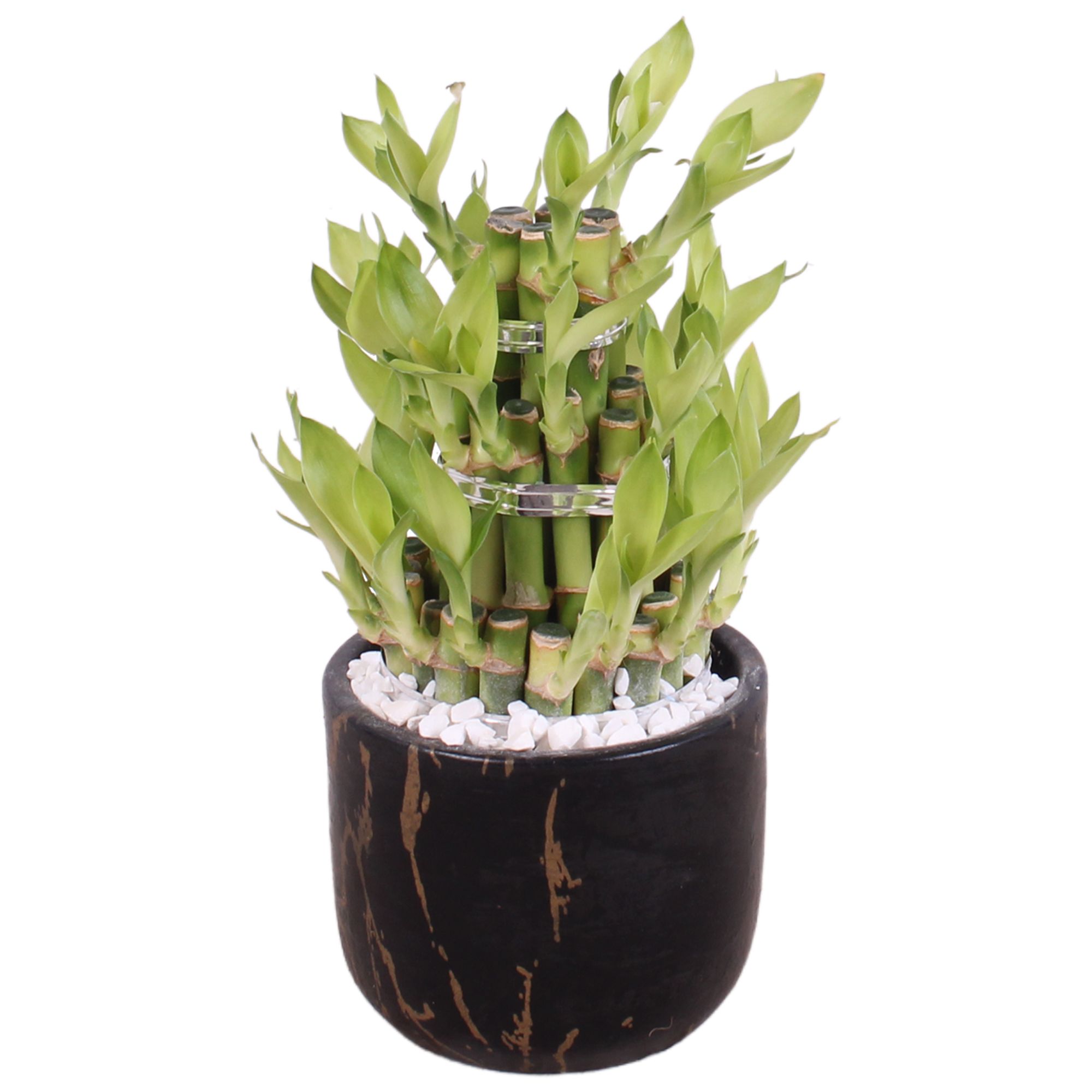 Lucky Bamboo Shape Round 3S Ø11cm Ceramic PL469, D 11