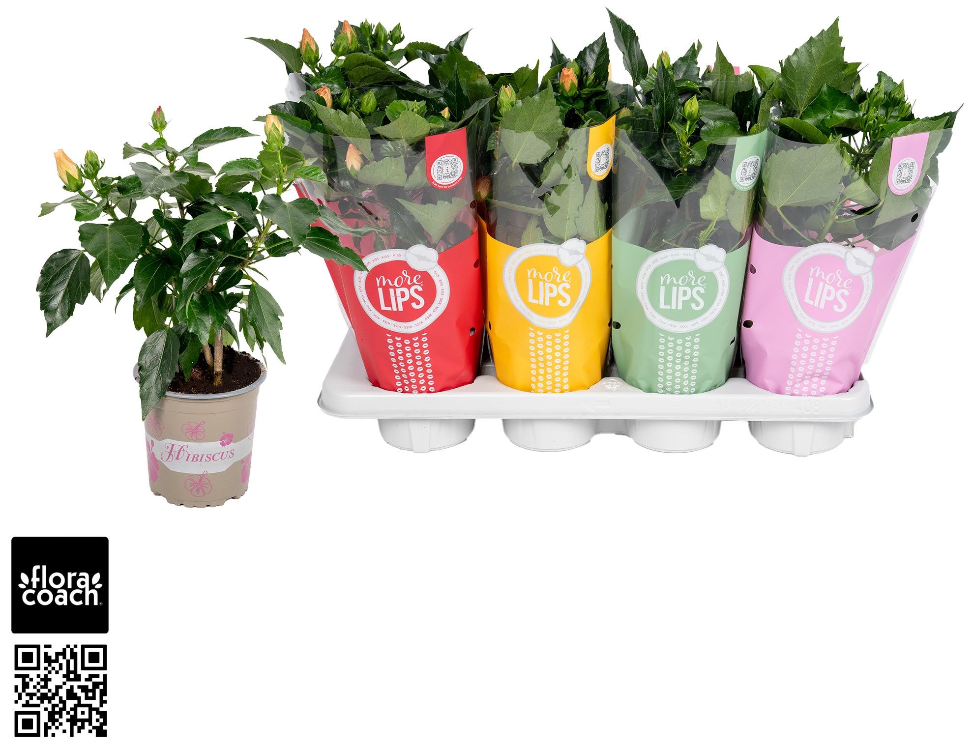 Hibiscus rosa sinensis 4+ "MoreLIPS®" mix dubbelbloemig, D 13 cm