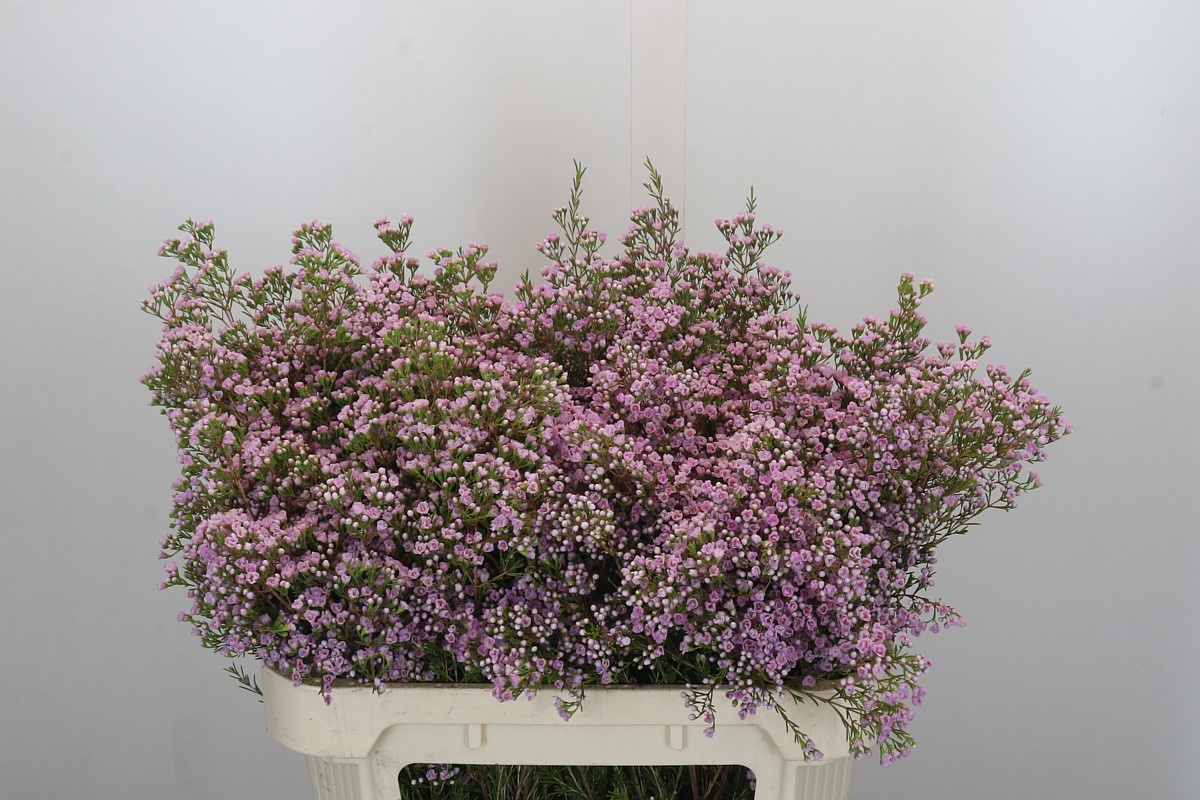 Шамелациум Пируэт 70, шт.