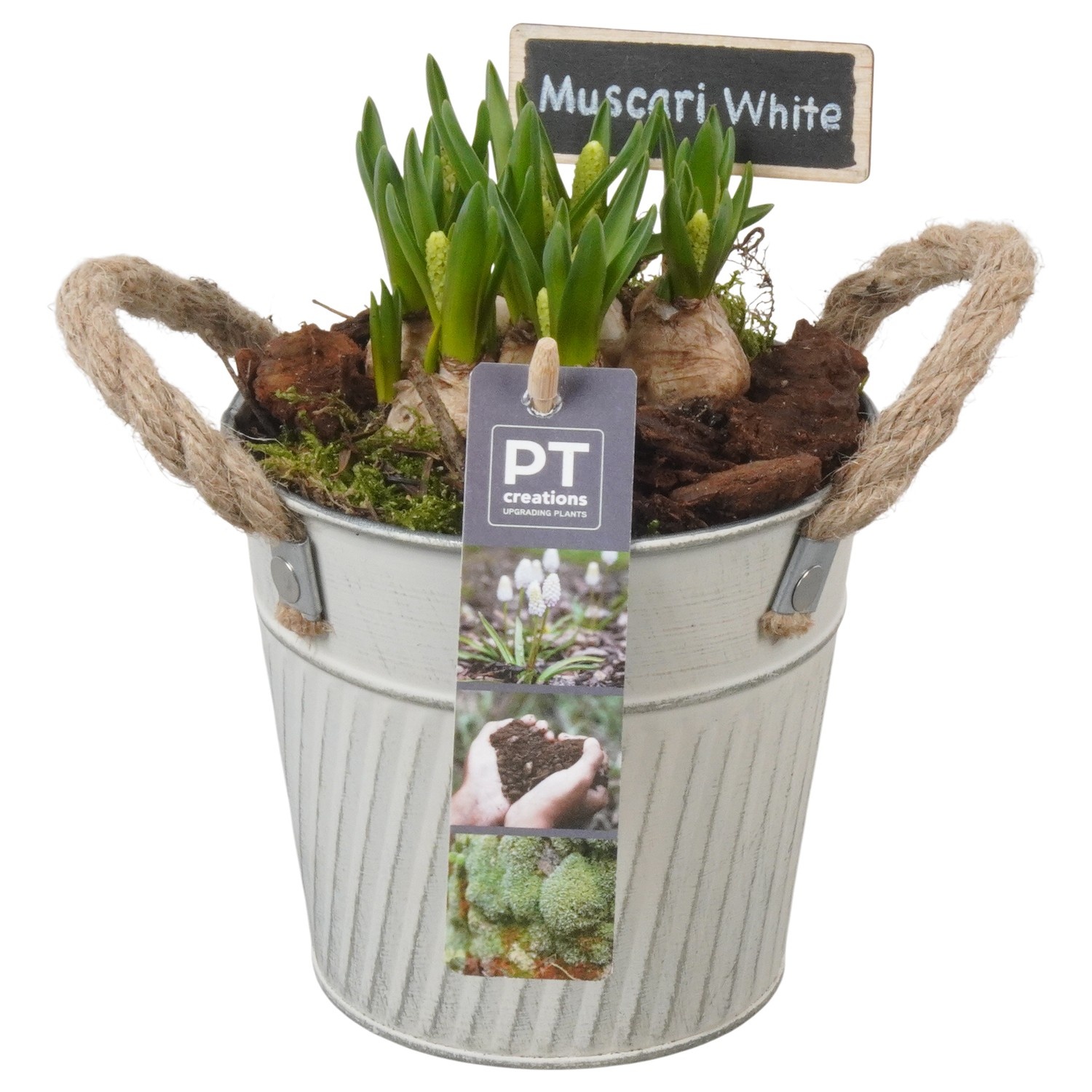 PTWMB8122 Arrangement Muscari White in metalen pot, D 13