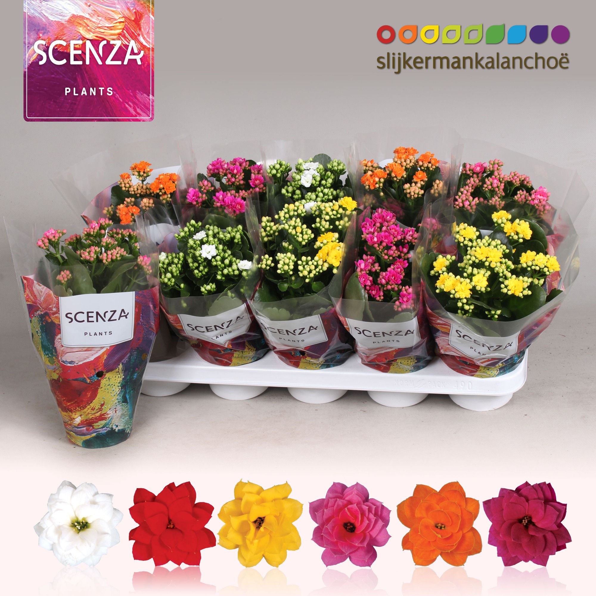 Kalanchoe Scenza - 5 Colors Mix, D 12 cm