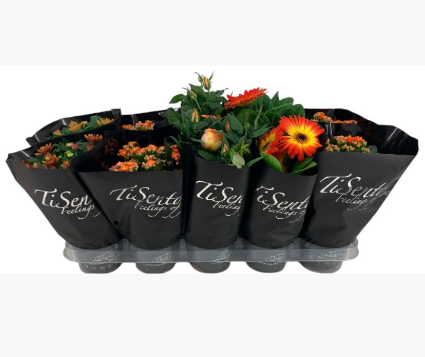 Bloeimix 12 cm | Herfst | Oranje in Zwart, D 12