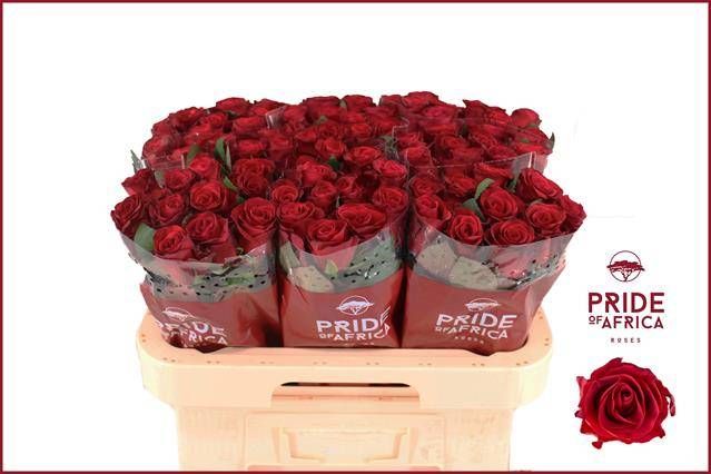 Роза од. Рэд Такази+ 60, шт.