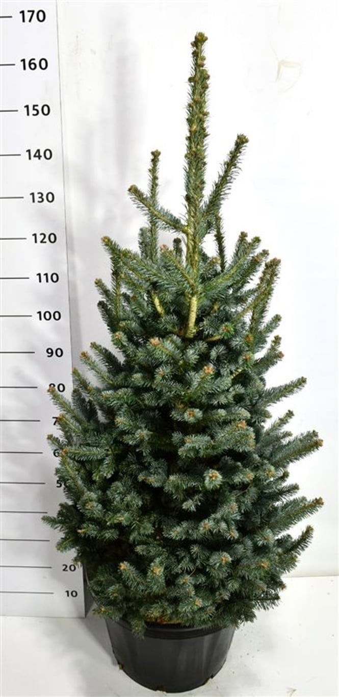 Abies lasiocarpa 'Compacta', D 48