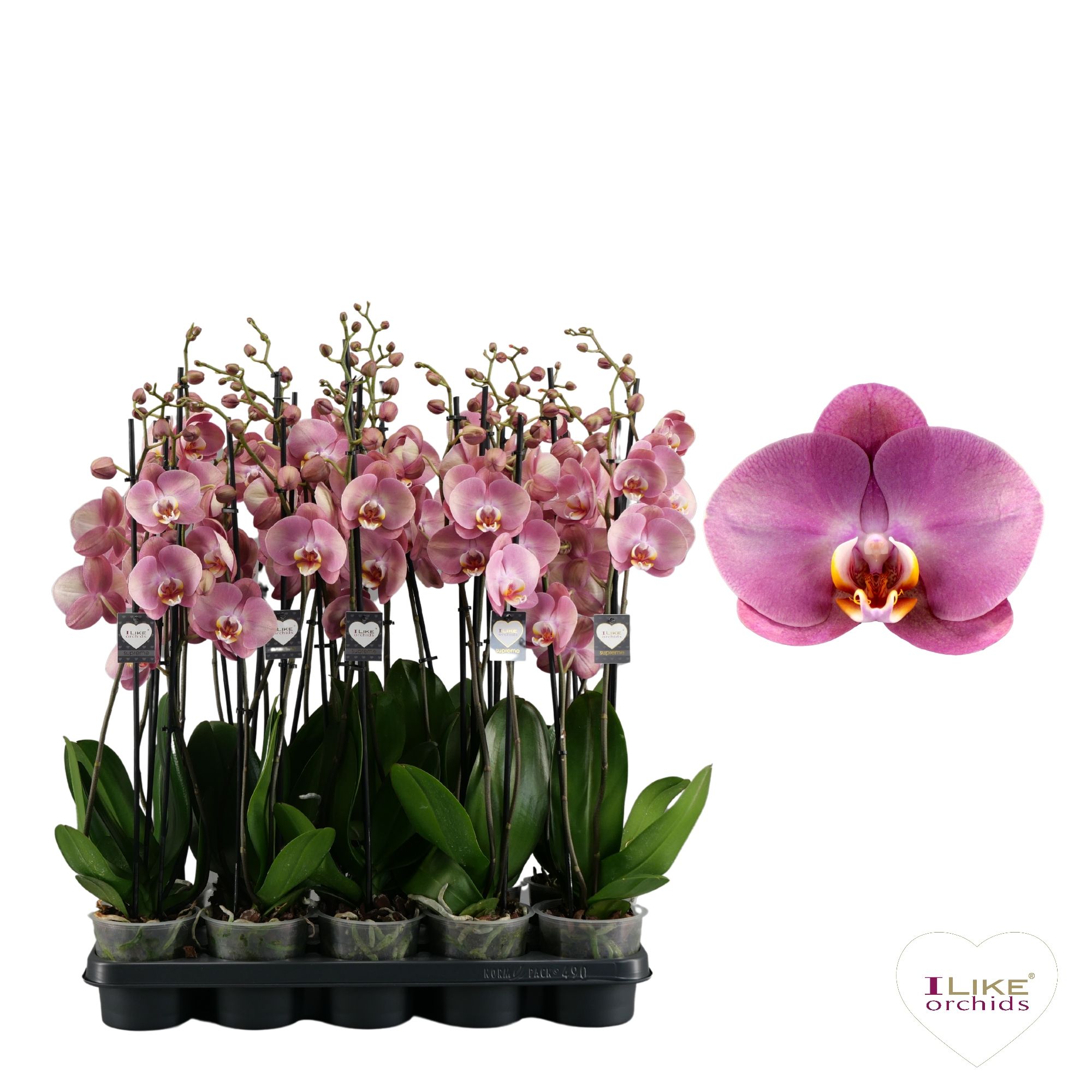 Phalaenopsis Honey Peach - 3 tak 70cm, D 12 cm