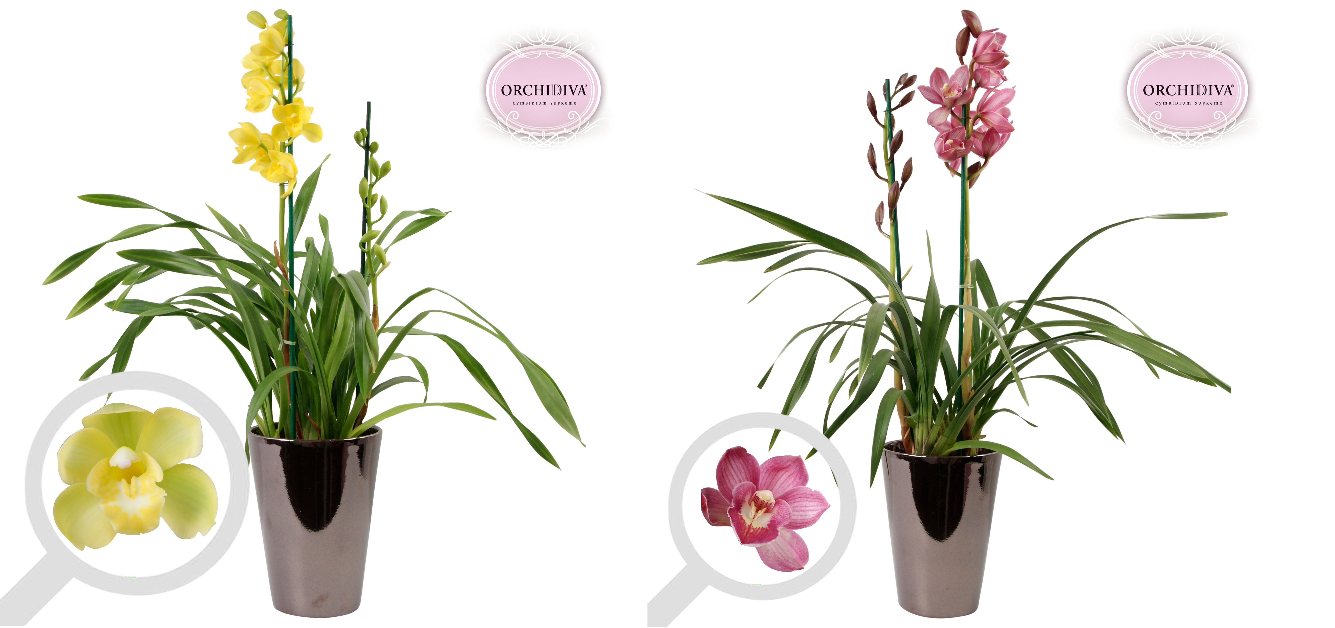 Cymbidium 2tak mix keramiek brons, D 17