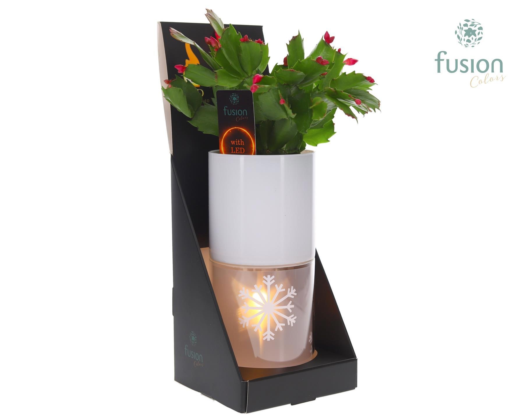 Glas tube Led planter groot met Schlumbergera, D 11 cm Glas tube Led planter groot met Schlumbergera, D 11 cm