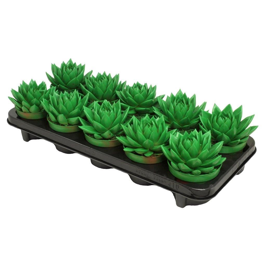 Miranda coloured green, D 10,5