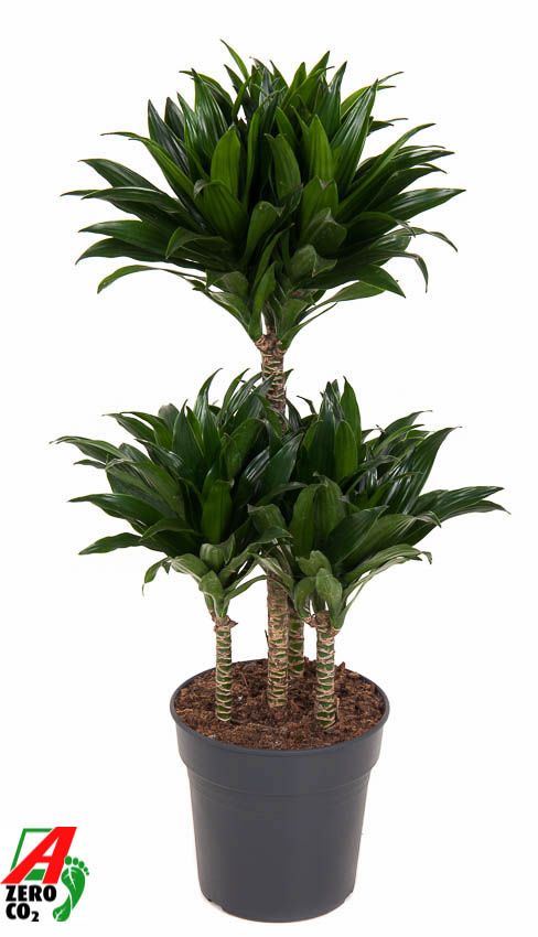 Dracaena Compacta 45-carrousel, D 21