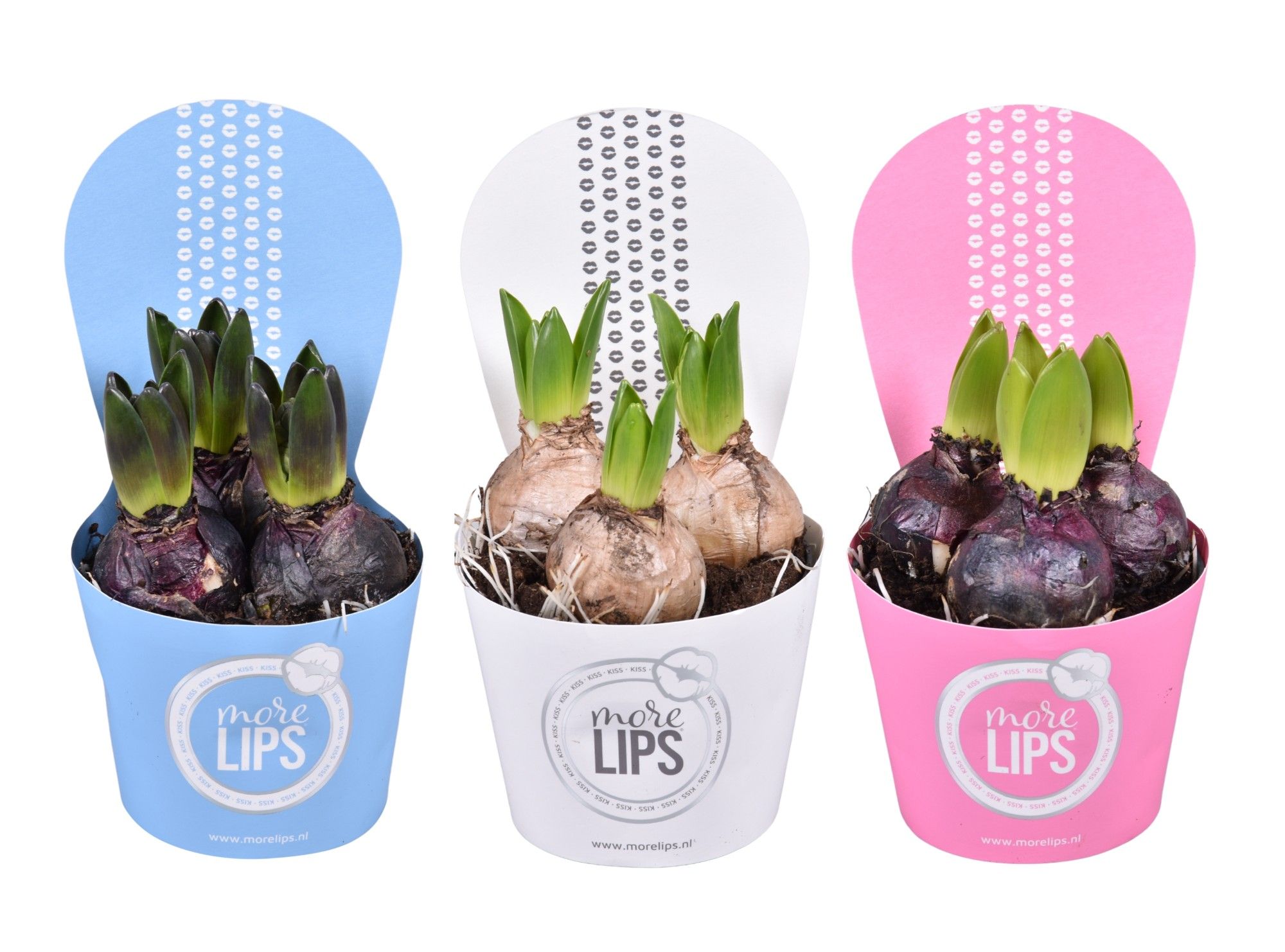 MoreLIPS® Hyacinthus gemengd in luxe potcover, D 10,5