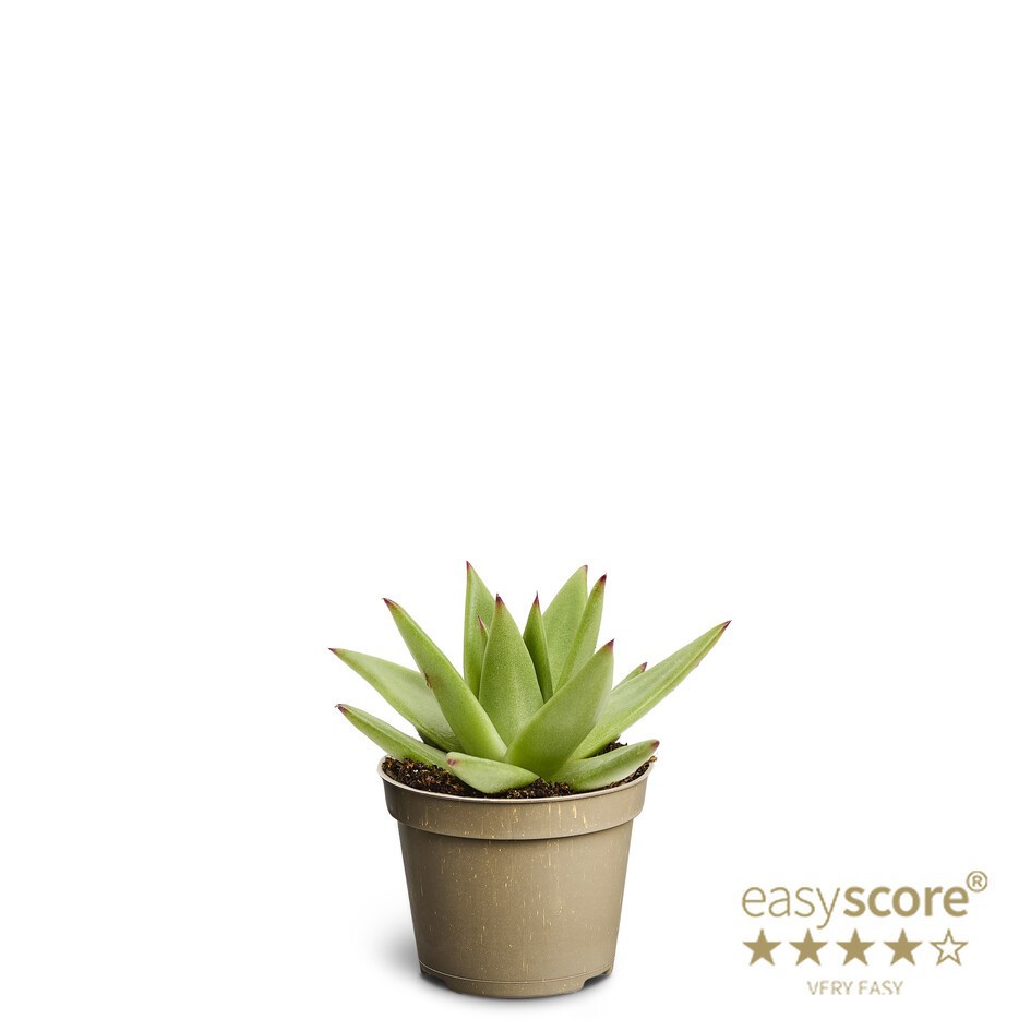 ECHEVERIA-HYBRID EBONY, D 6 cm ECHEVERIA-HYBRID EBONY, D 6 cm