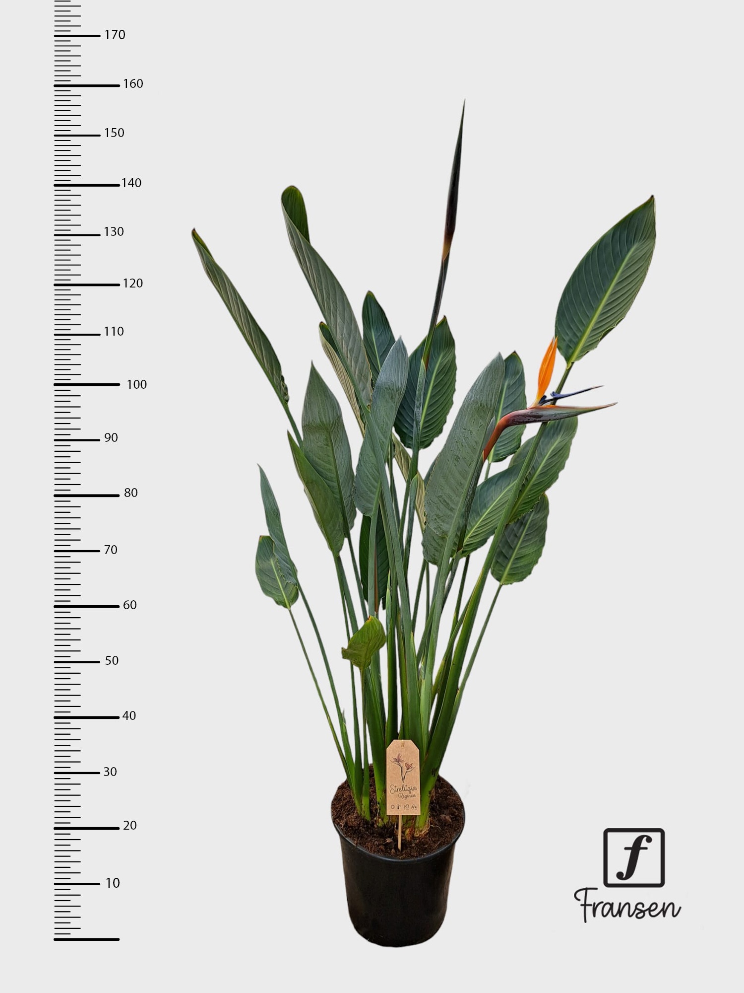 F Strelitzia Reginae (open bloem), D 27