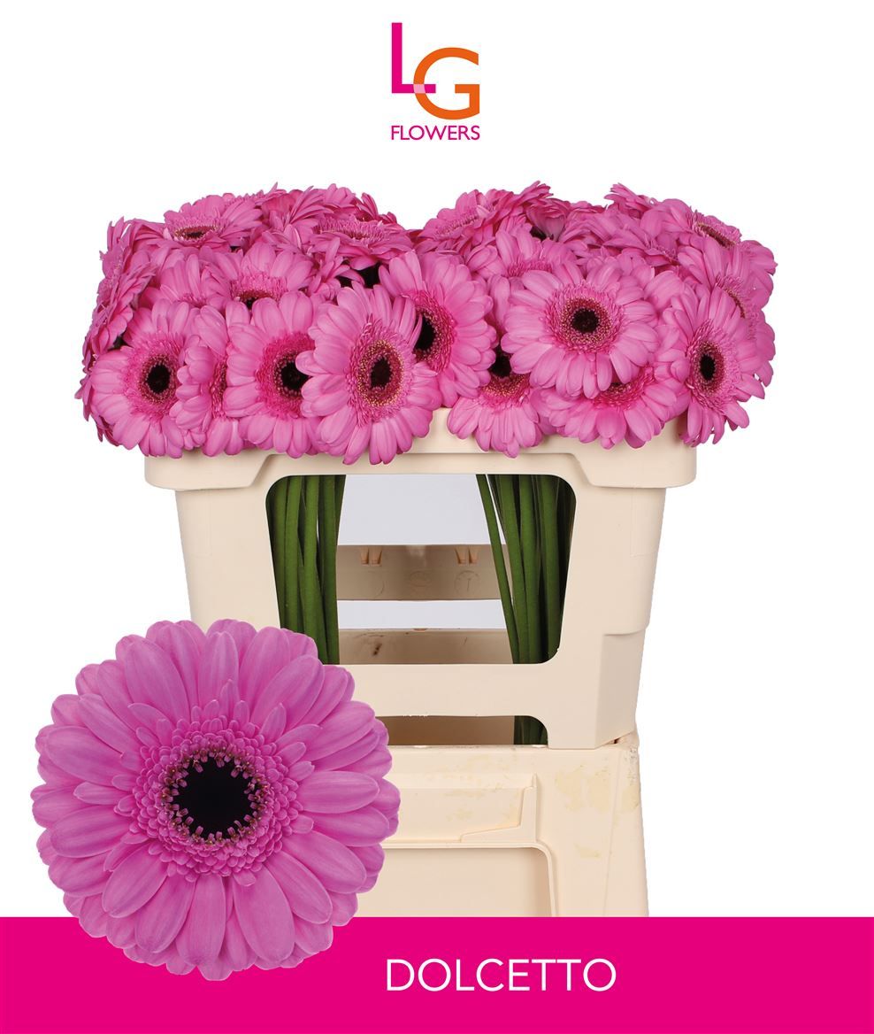 Гермини Дольчетто, шт.