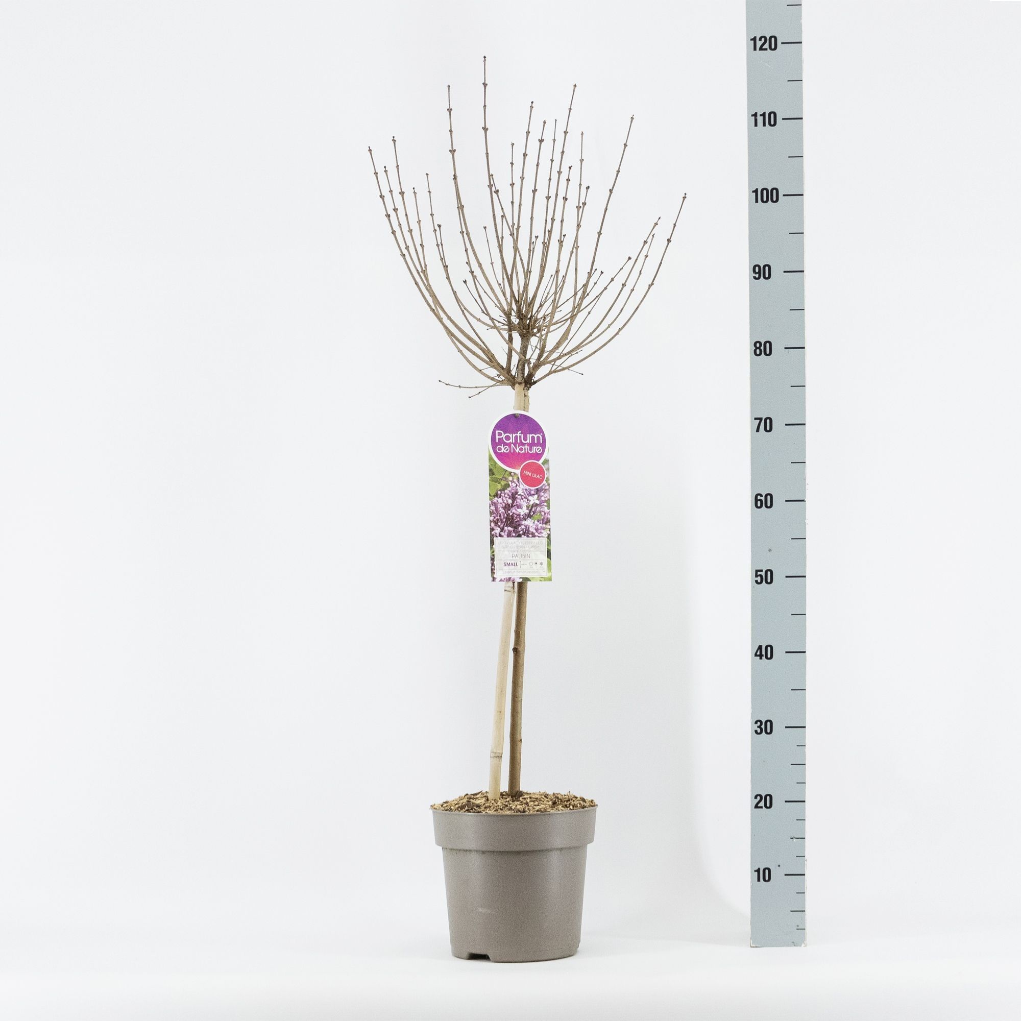 Syringa mini sering stam 50, 2-jarig, mix, C6, D 24 cm Syringa mini sering stam 50, 2-jarig, mix, C6, D 24 cm