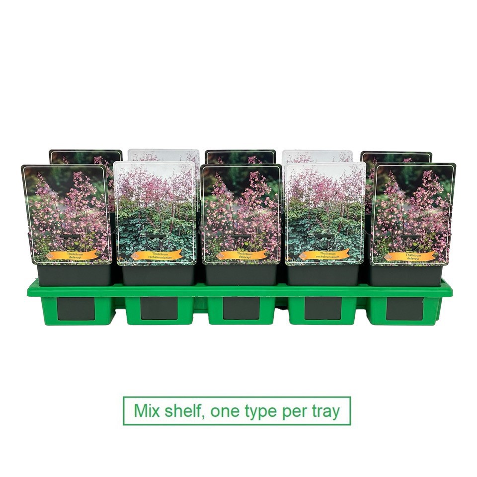 Thalictrum mix laag P11, D 11