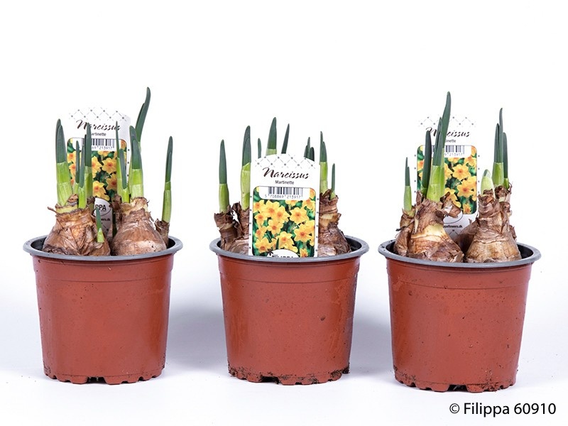 NARCISSUS INCOMPARABILIS, D 11