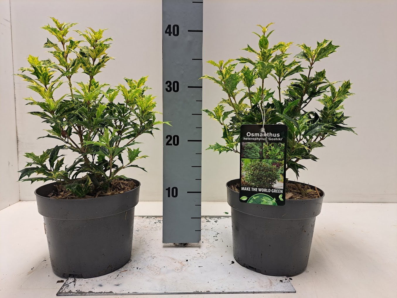 Osmanthus heterophyllus 'Goshiki' C2, D 17