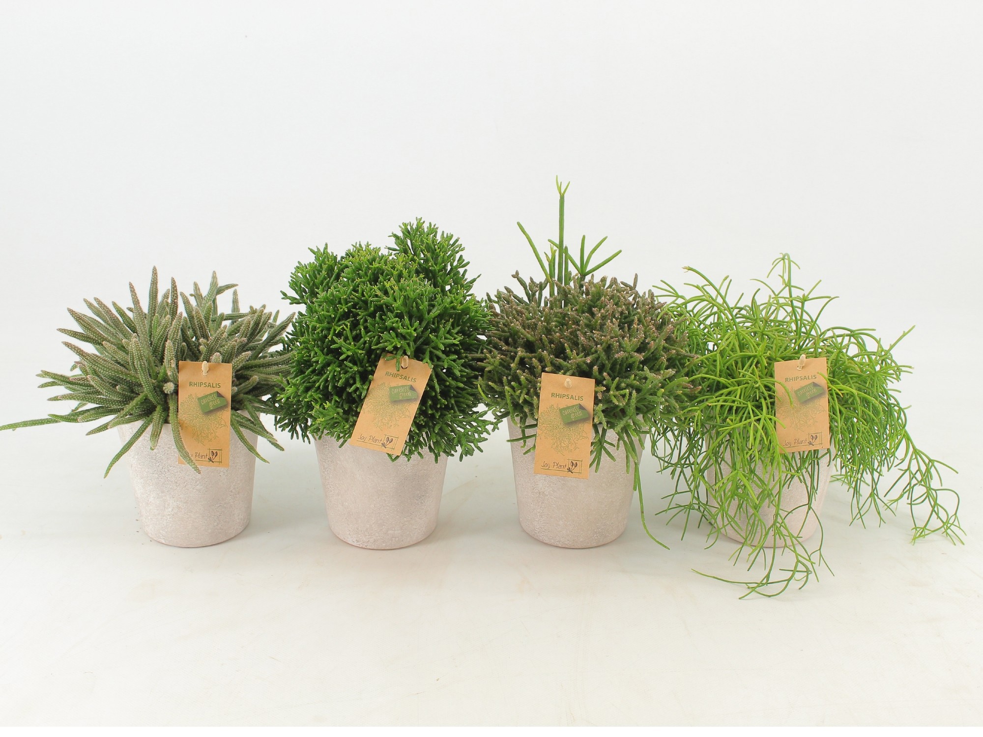 Rhipsalis gemengd P12 in keramiek Amy, D 13