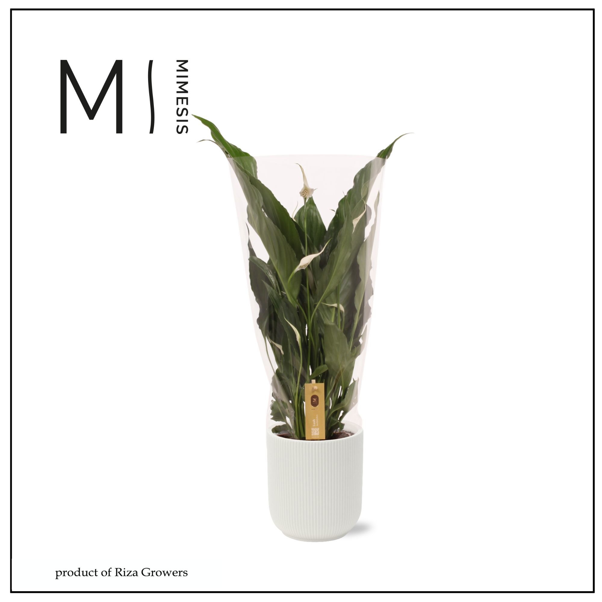 Spathiphyllum Sweet Chico - 13cm in Atlanta White | Mimesis, D 13