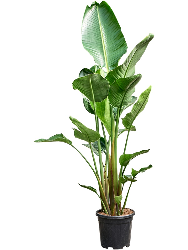 Strelitzia nicolai (210-230), D 30