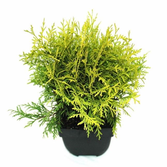 Thuja occidentalis 'Golden Globe' P17, D 17