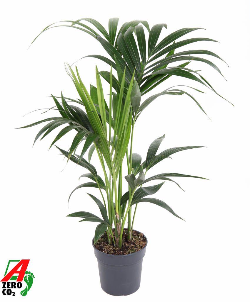 Howea Forsteriana(kentia) P17-80, D 17 cm