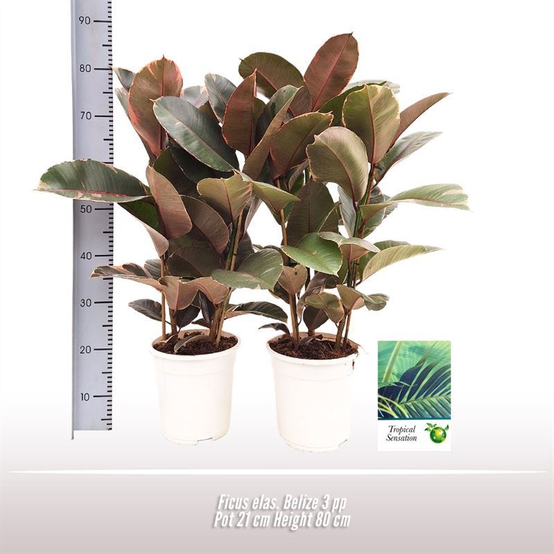 Ficus elas. Belize 3PP, D 21 cm Ficus elas. Belize 3PP, D 21 cm