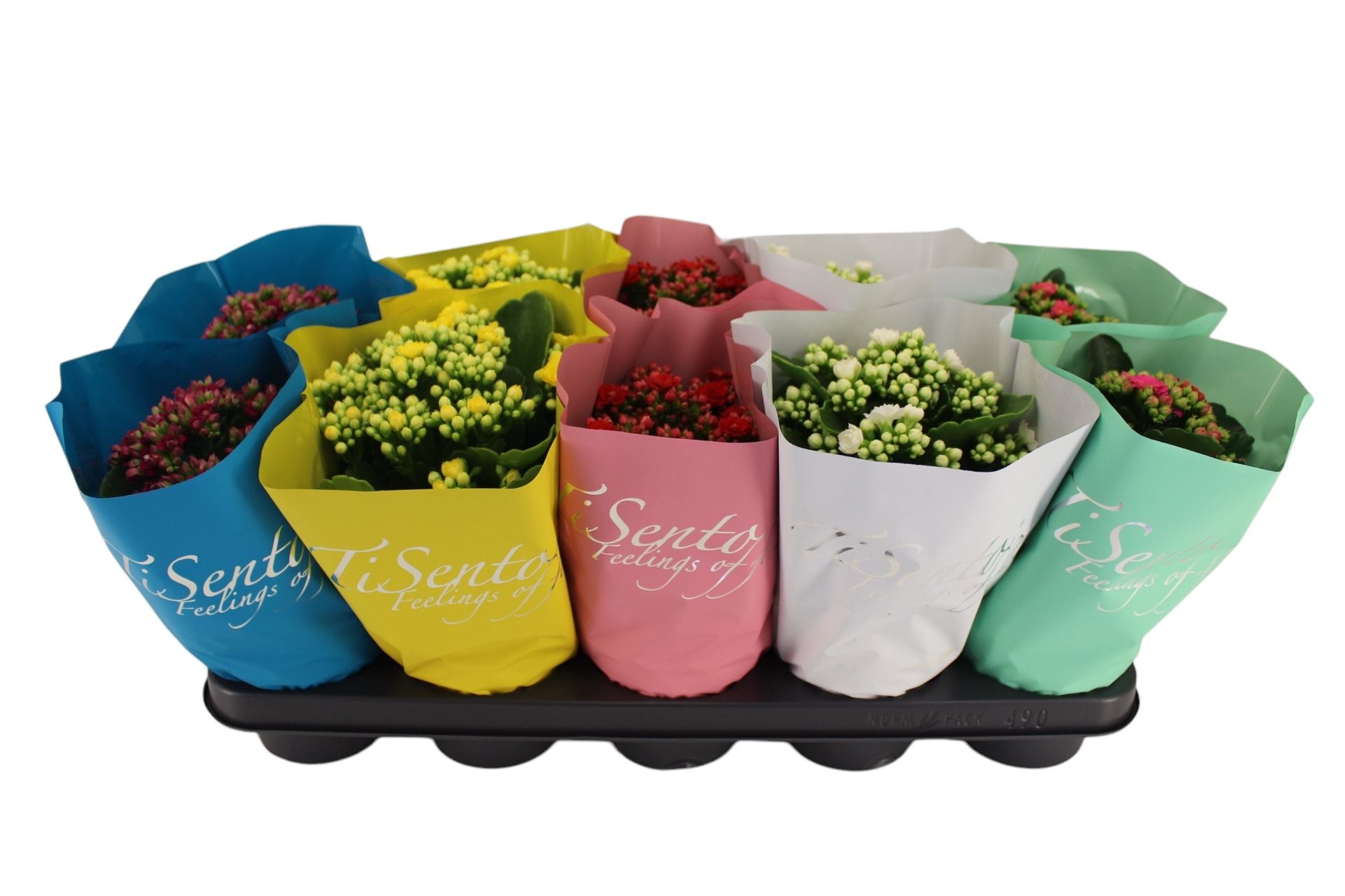 Scandinavië/zweden mix pot 12 Calandiva, D 12