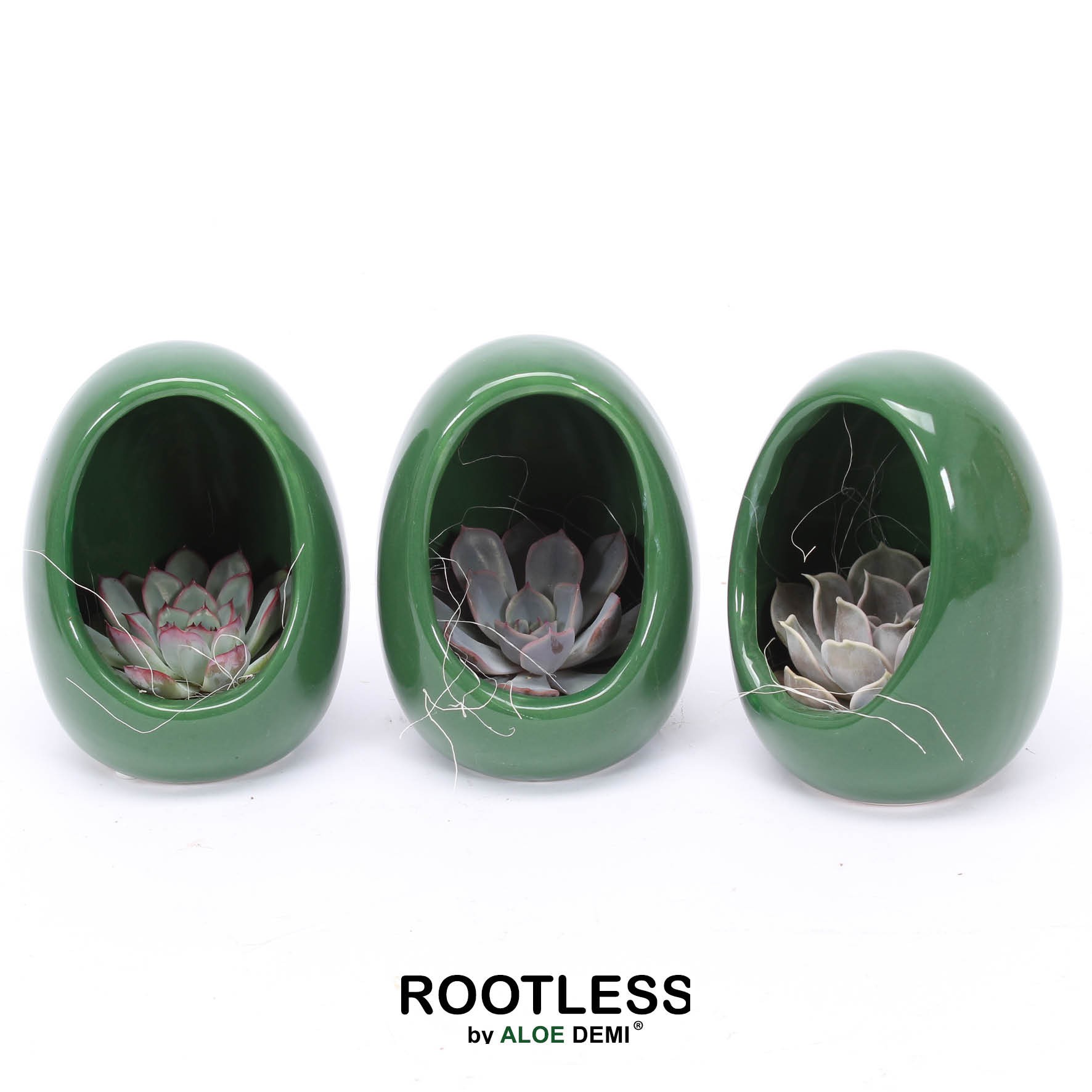 ROOTLESS Echeveria, Egg Green, D 10