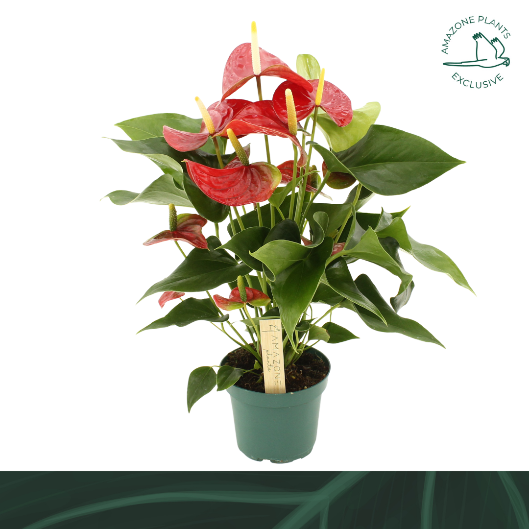 Anthurium Vulcano 12cm, D 12
