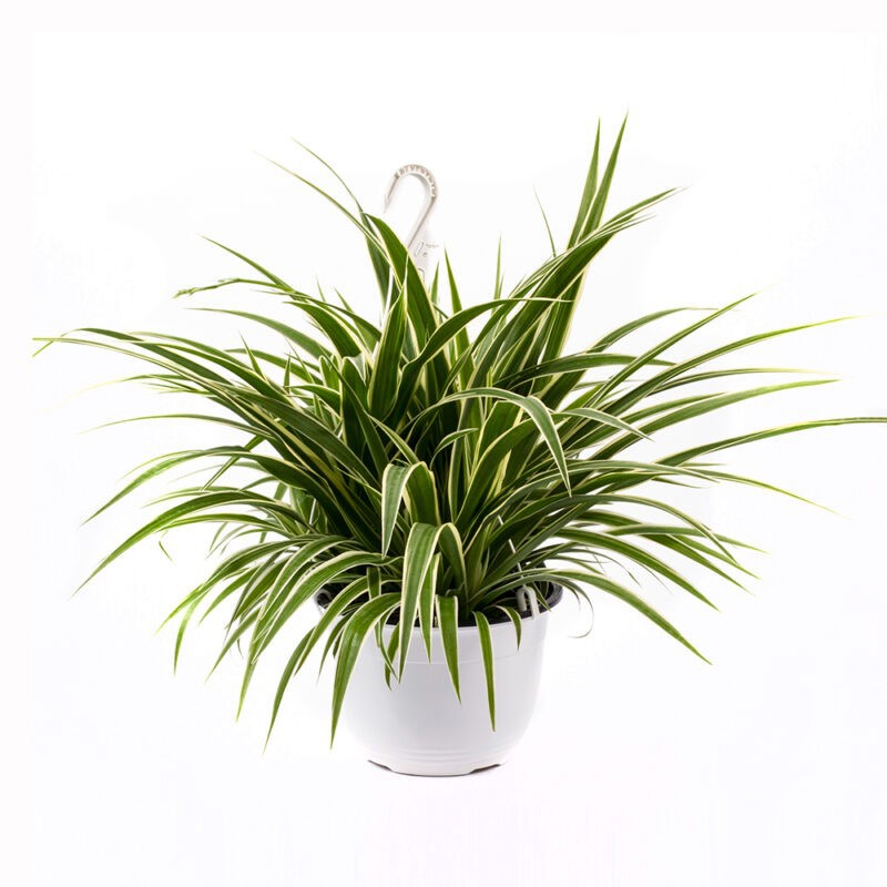 CHLOROPHYTUM COMOSUM 'VARIEGATA', D 21 cm