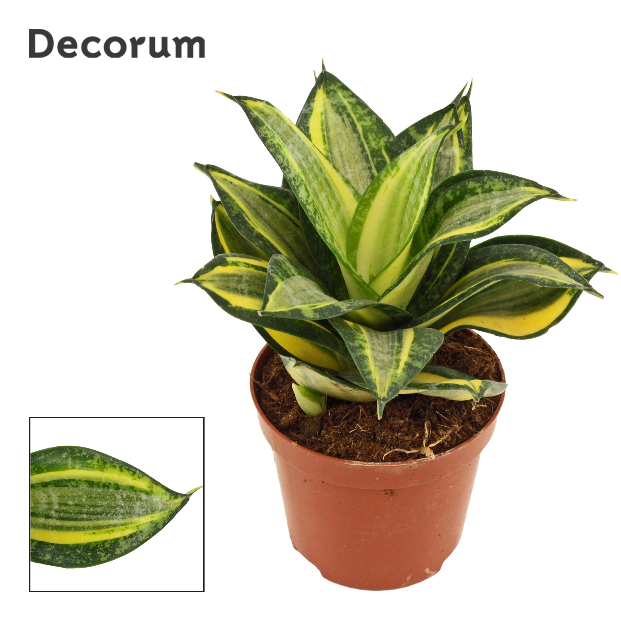 Sansevieria Hahnii 9 cm Jade Multicolor (Decorum), D 9