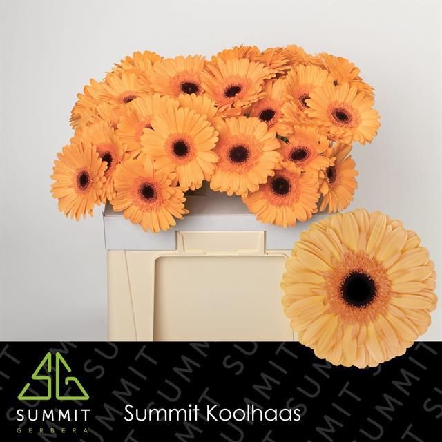 Гербера Джетсет, шт.