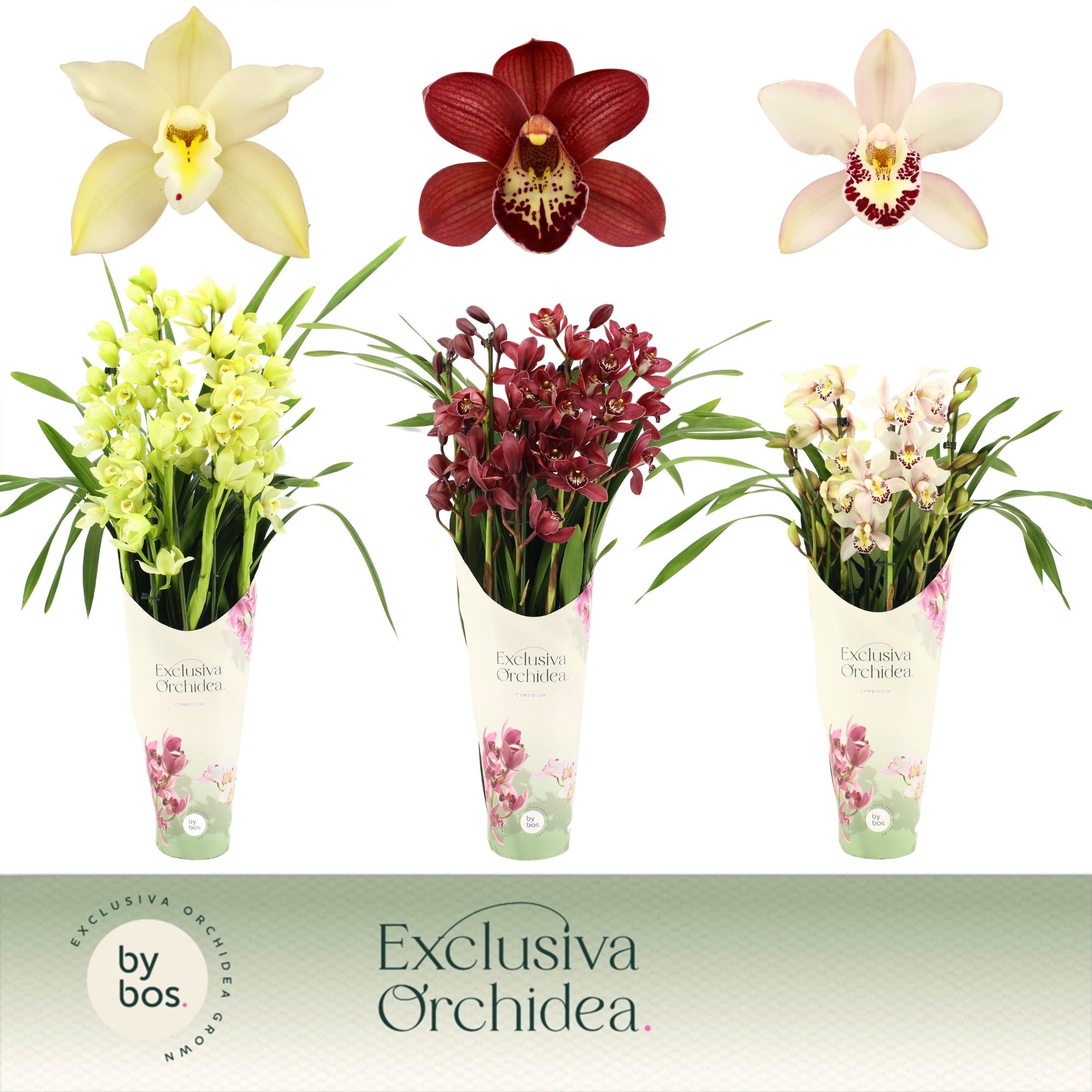 Cymbidium, Mix 5-spike P14 'Exclusiva Orchidea' Potcover, D 14 cm