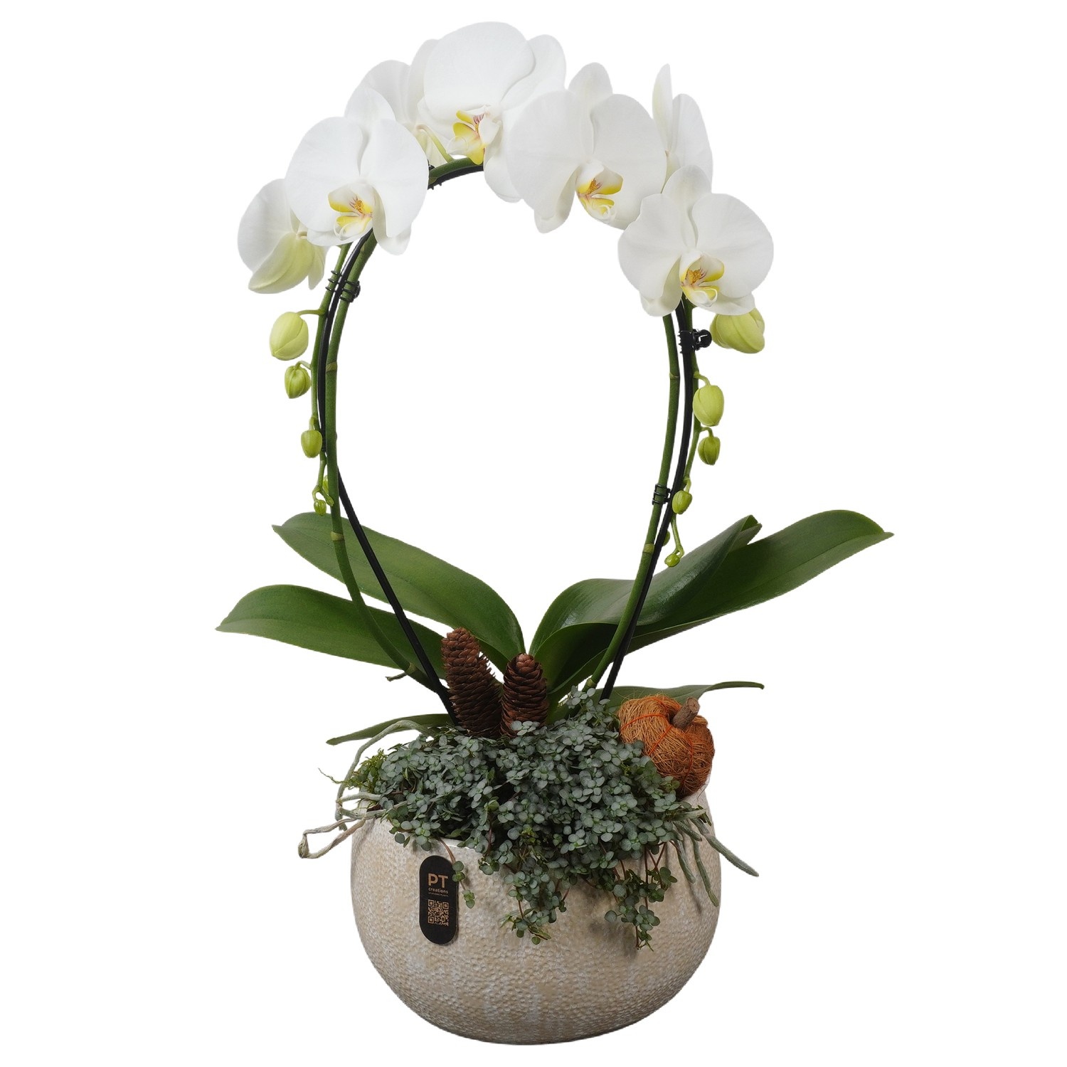 PTPAE1707 Arrangement Phalaenopsis Autumn Exclusive in keramiek schaal, D 23 cm