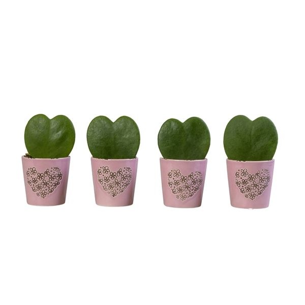 L 66213 With Hoya Kerrii 6 cm, D 6 cm
