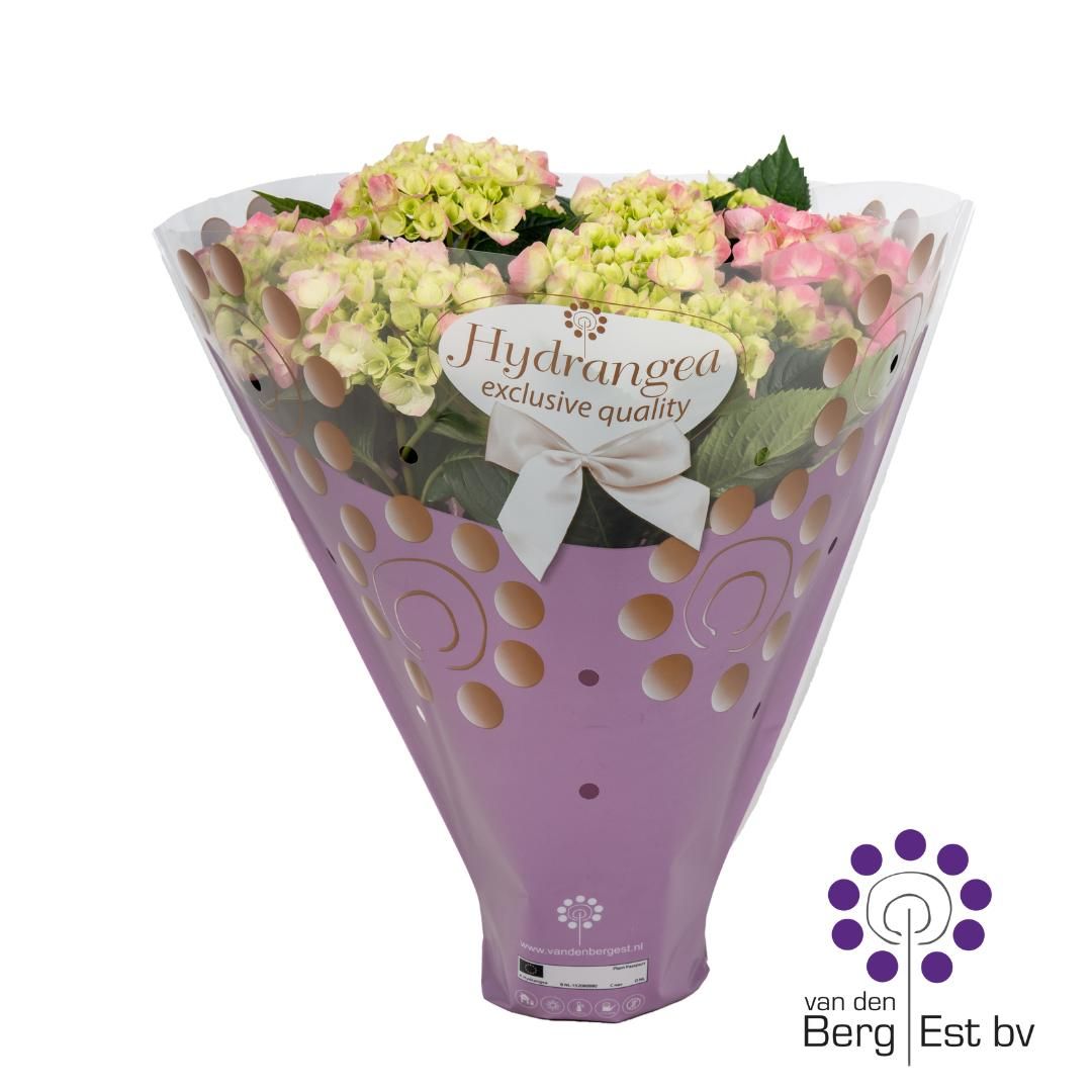 Hydrangea Pink in Exclusieve hoes 6/10, D 14