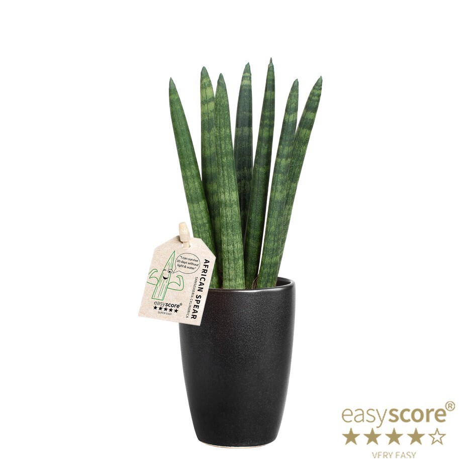 SANSEVIERIA CYLINDRICA 10631711 Classic Black Straight, D 6