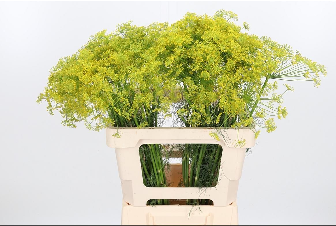 Анетум Гравеоленс 60 (желт.), шт.