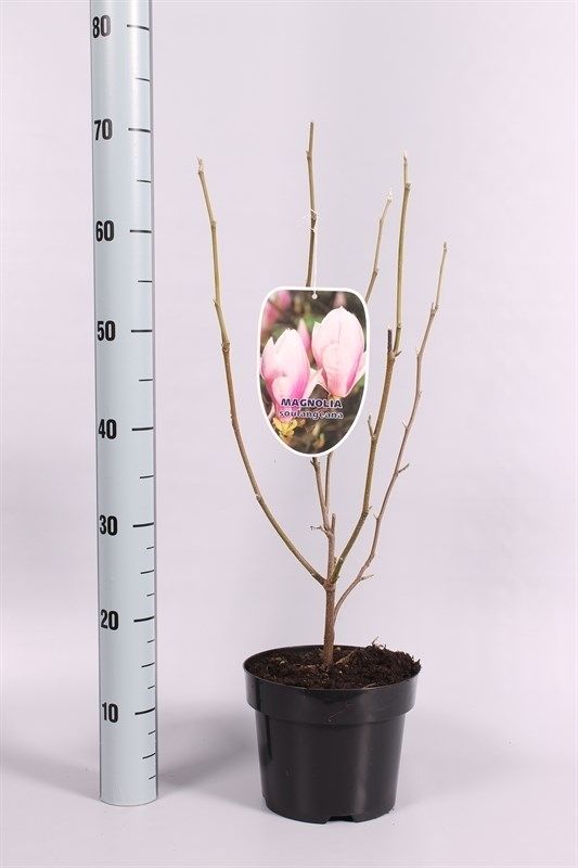 Magnolia soulangeana, D 19 cm