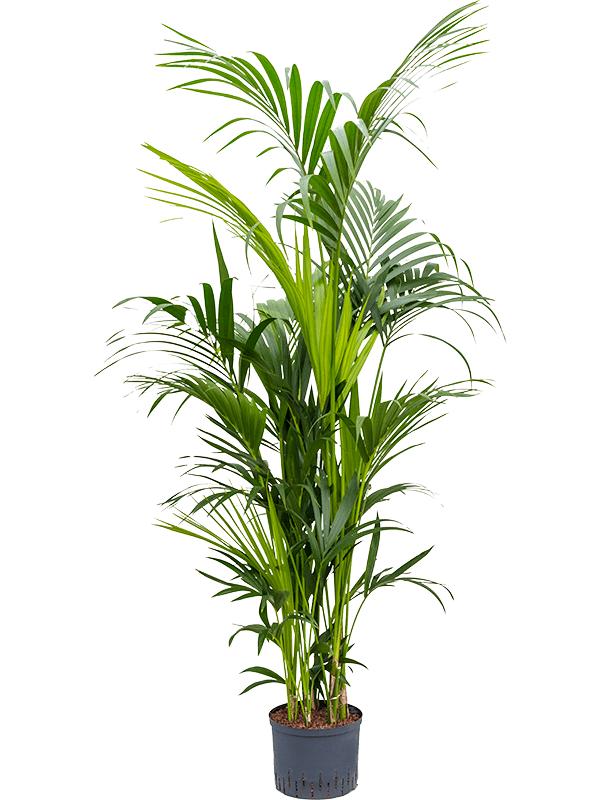 Kentia (Howea) forsteriana, D 25