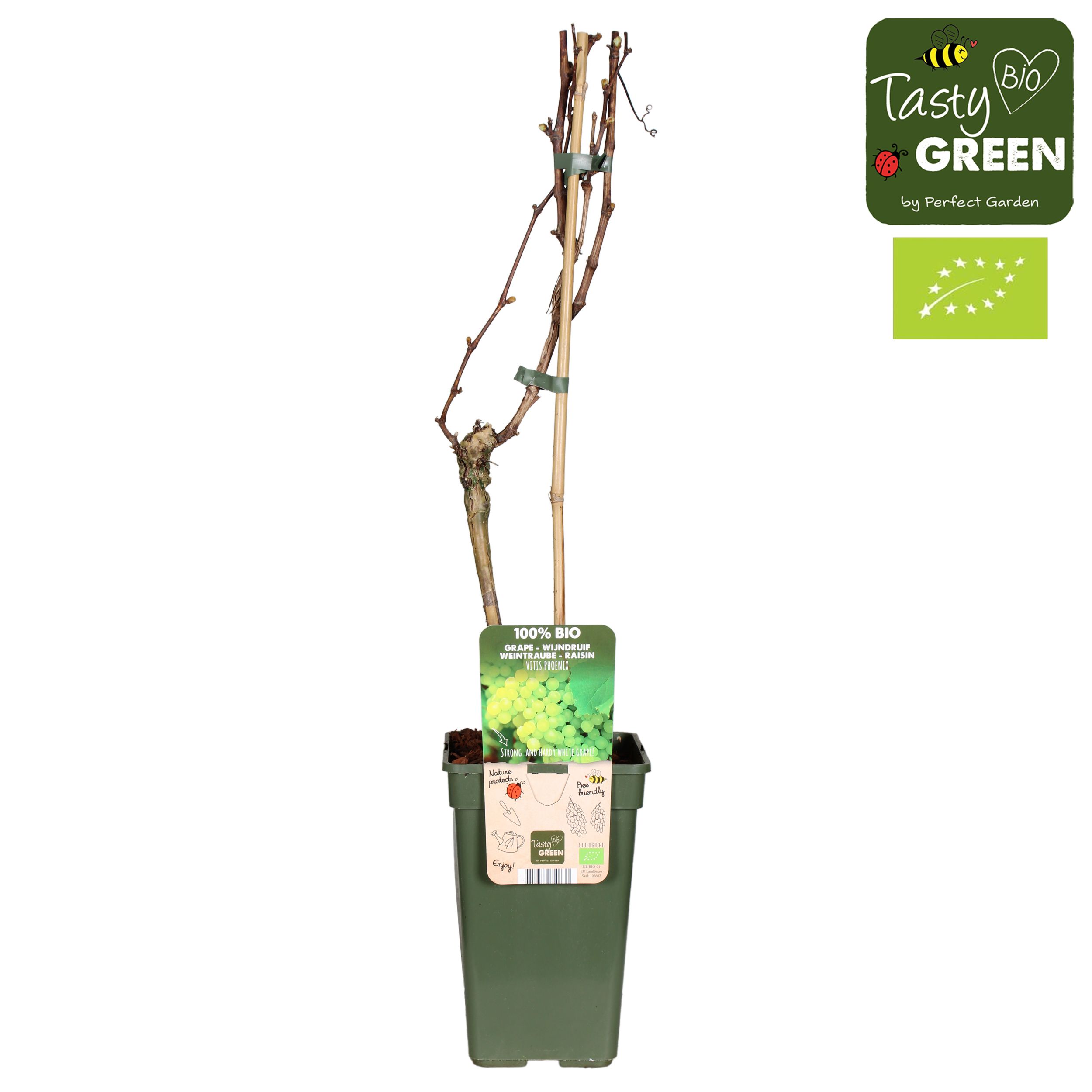 Vitis Phoenix (geënt) Bio P19, D 19