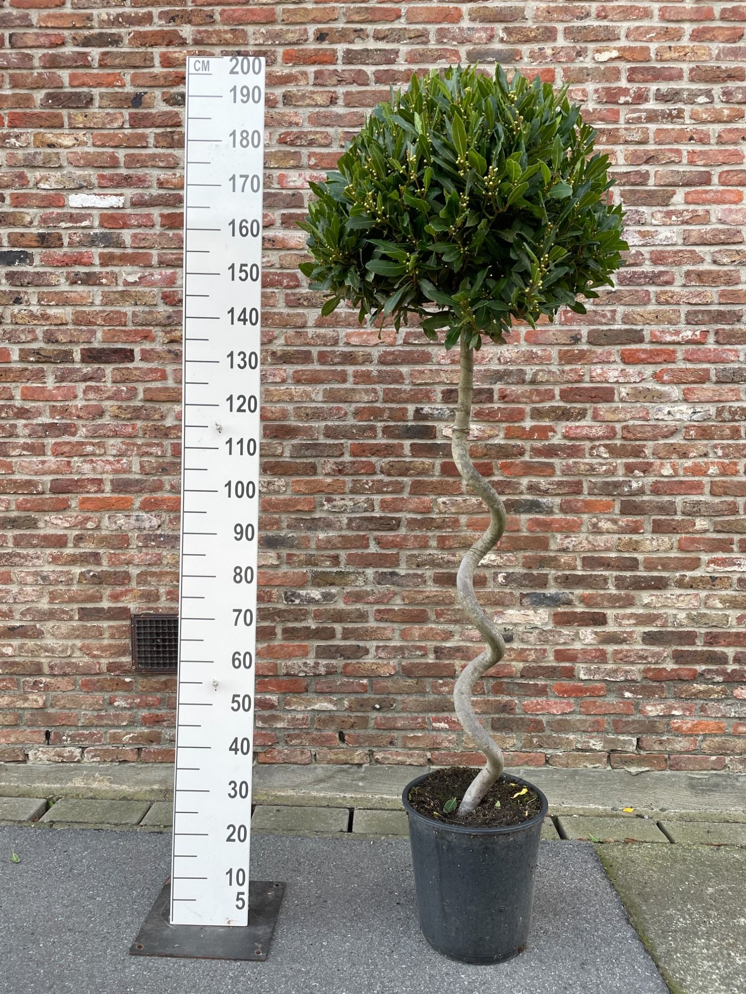 LAURUS NOBILIS BOL OP 100 CM SPIRAALSTAM 60/65 P30, D 30