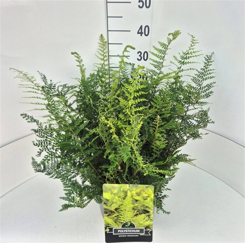 Polystichum set. 'Herrenhausen', D 29